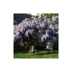 Glycine De Chine Sinensis/pot De 10l - 400/500 Cm Sur Ficelle -Ryobi Jardin Boutique 63f4d7ff6ae844.08031931