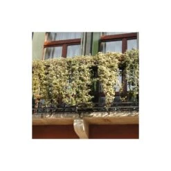 Lierre Des Bois Helix Elegantissima/godet - 5/20 Cm -Ryobi Jardin Boutique 63f4d81c4a1705.09285112