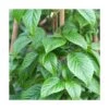Hortensia Grimpant Anomala Var. Petiolaris Crug Corale/pot De 1,5l - Tuteur Bambou 30/60 Cm