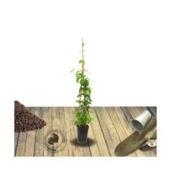 Chèvrefeuille Henryi Copper Beauty®/godet - 5/20 Cm -Ryobi Jardin Boutique 63f4d83ce13ad4.06367611