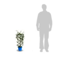 Passiflore Caerulea/pot De 10l - 300/400 Cm Sur Ficelle 13 Passiflore Caerulea/pot De 10l - 300/400 Cm Sur Ficelle -Ryobi Jardin Boutique 63f4d8428ee9c3.04767202