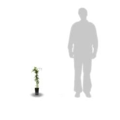 Passiflore Caerulea/pot De 10l - 300/400 Cm Sur Ficelle 11 Passiflore Caerulea/pot De 10l - 300/400 Cm Sur Ficelle -Ryobi Jardin Boutique 63f4d8429225e8.87129398