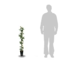 Passiflore Caerulea/pot De 10l - 300/400 Cm Sur Ficelle 12 Passiflore Caerulea/pot De 10l - 300/400 Cm Sur Ficelle -Ryobi Jardin Boutique 63f4d84294e929.38377093