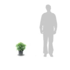 Cèdre Du Japon Japonica Elegans Viridis/pot De 3l - 20/40 Cm -Ryobi Jardin Boutique 63f4ef5c4d2c42.50957756