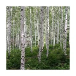 Bouleau Utilis Doorenbos/pot De 10l - 175/200 Cm -Ryobi Jardin Boutique 63fdf44b2f8ad8.14824164