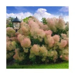 Arbre à Perruque Coggygria Young Lady/pot De 4l - 60/120 Cm -Ryobi Jardin Boutique 63fdf44cdb46d9.81468895