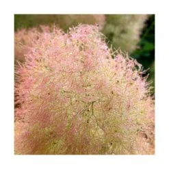 Arbre à Perruque Coggygria Young Lady/pot De 4l - 60/120 Cm -Ryobi Jardin Boutique 63fdf44cdfcca8.08856198