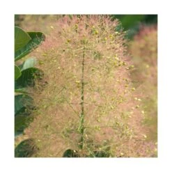 Arbre à Perruque Coggygria Young Lady/pot De 4l - 60/120 Cm -Ryobi Jardin Boutique 63fdf44ce79c90.42812212