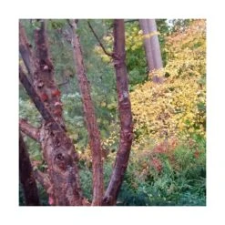 Érable à écorce De Papier/pot De 18 L - 125/150 -Ryobi Jardin Boutique 63fdf45558a5f0.65604697