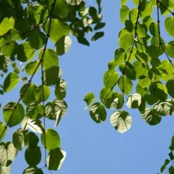 Arbre Au Caramel Japonicum/pot De 5l - 80/100 Cm -Ryobi Jardin Boutique 63fdf472835572.34793478