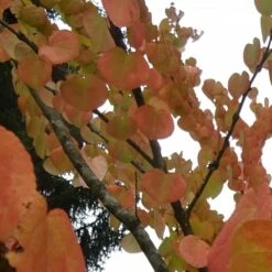 Arbre Au Caramel Japonicum/pot De 5l - 80/100 Cm -Ryobi Jardin Boutique 63fdf4728e9946.94455242