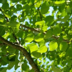 Arbre Au Caramel Japonicum/pot De 5l - 80/100 Cm -Ryobi Jardin Boutique 63fdf472927303.75361738