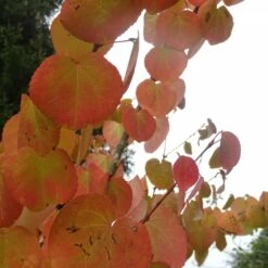 Arbre Au Caramel Japonicum/pot De 5l - 80/100 Cm -Ryobi Jardin Boutique 63fdf4729a6164.27611430