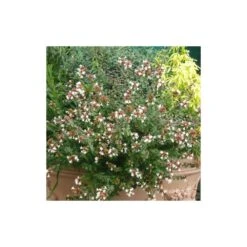 Abélie à Grandes Fleurs Sherwood/pot De 4l - 40/60 Cm -Ryobi Jardin Boutique 63fdf47942f355.03735194
