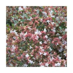 Abélie à Grandes Fleurs Sherwood/pot De 4l - 40/60 Cm -Ryobi Jardin Boutique 63fdf47949d7a6.85876877