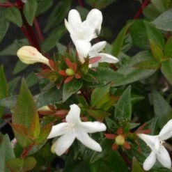 Abélie à Grandes Fleurs Sherwood/pot De 4l - 40/60 Cm -Ryobi Jardin Boutique 63fdf479539733.36516078