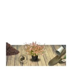 Abélie à Grandes Fleurs Sherwood/pot De 4l - 40/60 Cm -Ryobi Jardin Boutique 63fdf47959f271.84221600