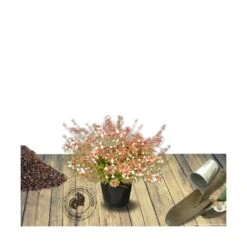 Abélie à Grandes Fleurs Sherwood/pot De 4l - 40/60 Cm -Ryobi Jardin Boutique 63fdf4795d6a39.50683103
