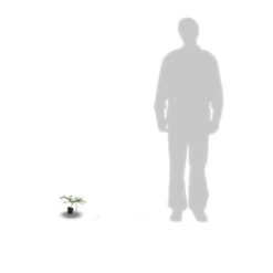 Ceanothe Thyrsiflorus Var. Repens/pot De 4l - 40/60 Cm -Ryobi Jardin Boutique 63fdf47b338299.39215470