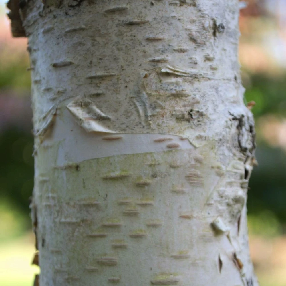 Bouleau Utilis/pot De 10l - 175/200 Cm 1 Bouleau Utilis/pot De 10l - 175/200 Cm