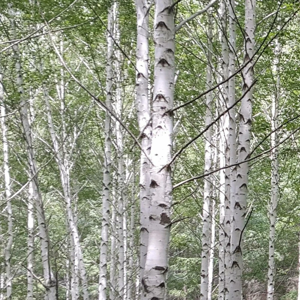 Bouleau Utilis/pot De 10l - 175/200 Cm 2 Bouleau Utilis/pot De 10l - 175/200 Cm – Image 2