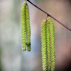 Bouleau Utilis/pot De 10l - 175/200 Cm 9 Bouleau Utilis/pot De 10l - 175/200 Cm -Ryobi Jardin Boutique 63fdf484017194.22140049