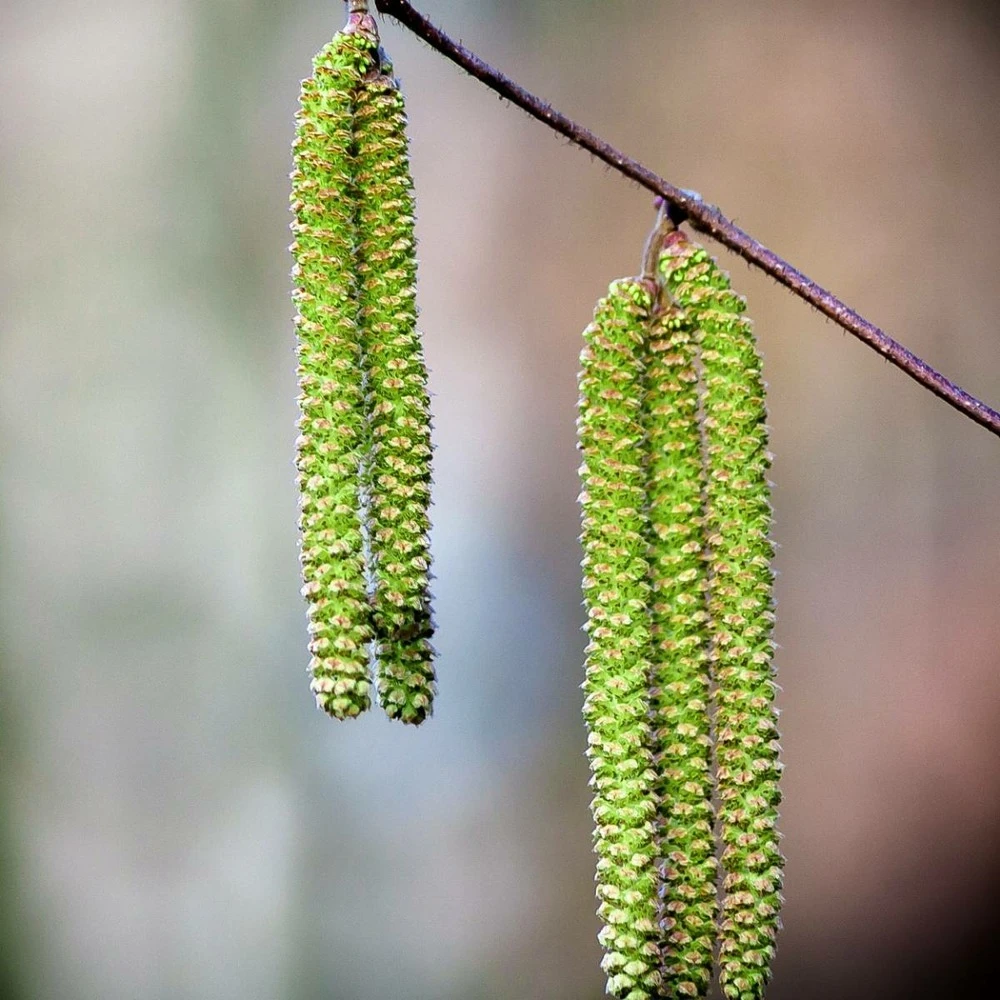 Bouleau Utilis/pot De 10l - 175/200 Cm 3 Bouleau Utilis/pot De 10l - 175/200 Cm – Image 3