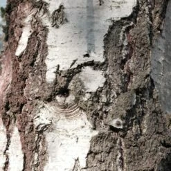 Bouleau Utilis/pot De 10l - 175/200 Cm 10 Bouleau Utilis/pot De 10l - 175/200 Cm -Ryobi Jardin Boutique 63fdf48416b7f7.95793162