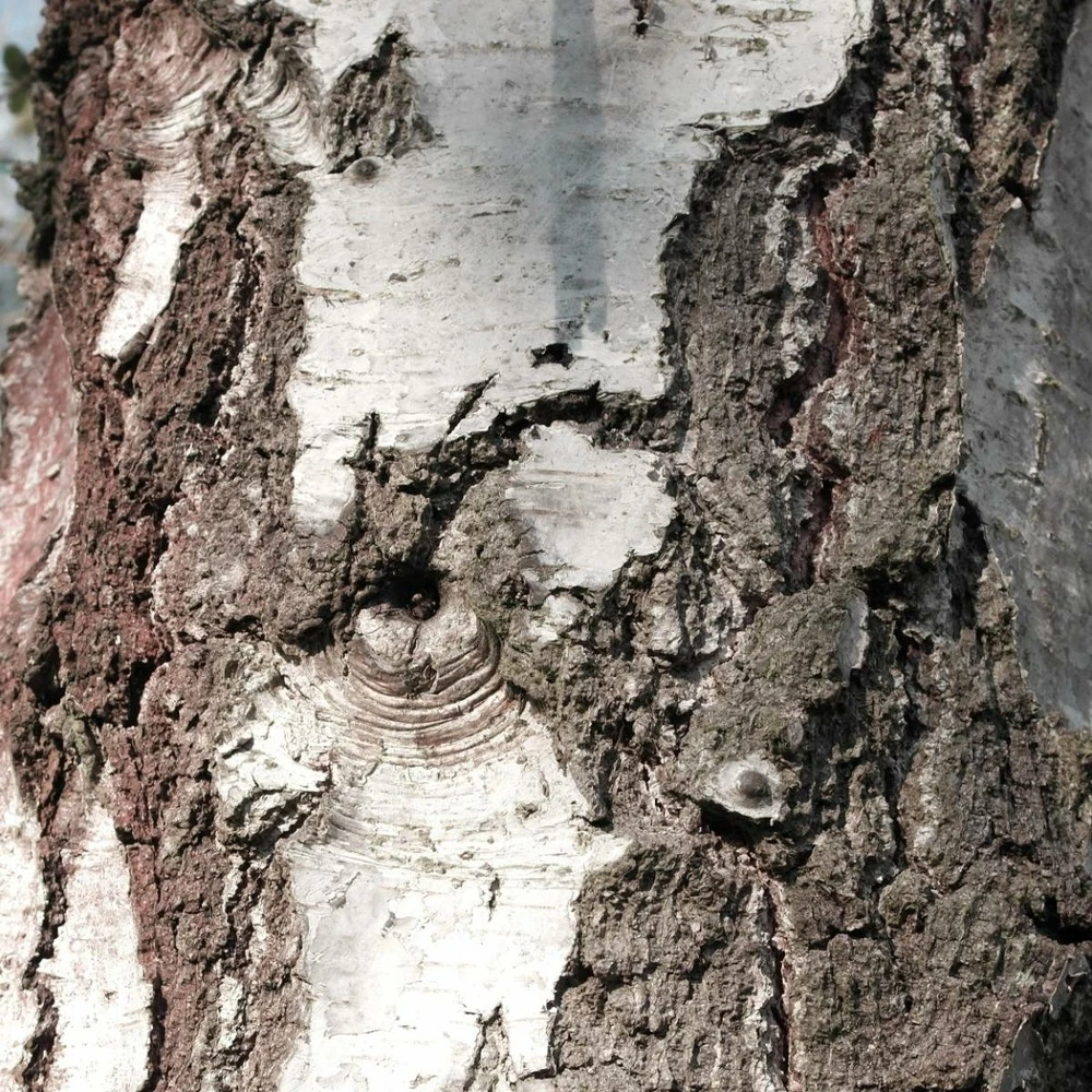 Bouleau Utilis/pot De 10l - 175/200 Cm 4 Bouleau Utilis/pot De 10l - 175/200 Cm – Image 4