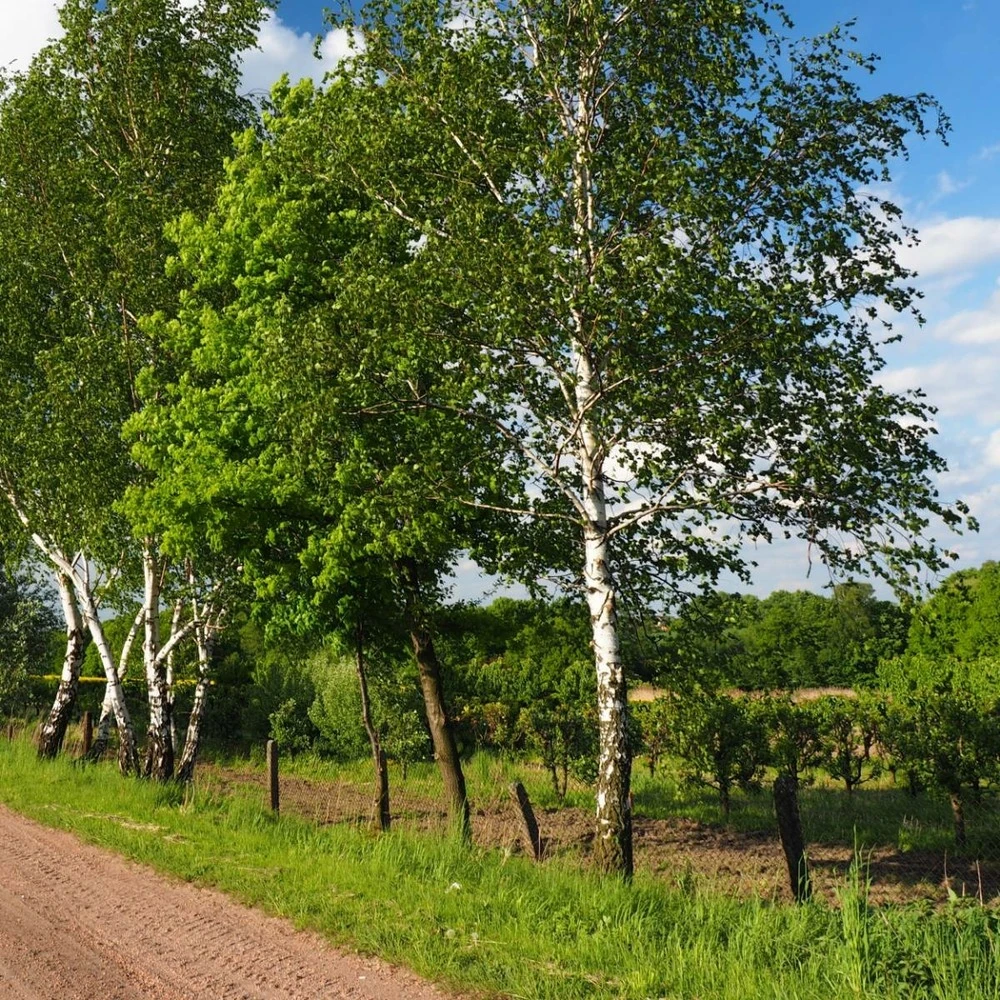 Bouleau Utilis/pot De 10l - 175/200 Cm 5 Bouleau Utilis/pot De 10l - 175/200 Cm – Image 5