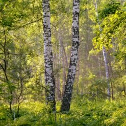 Bouleau Utilis/pot De 10l - 175/200 Cm 13 Bouleau Utilis/pot De 10l - 175/200 Cm -Ryobi Jardin Boutique 63fdf484219600.31420579