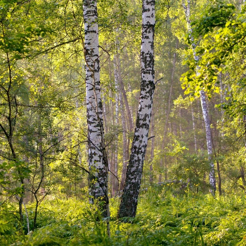 Bouleau Utilis/pot De 10l - 175/200 Cm 7 Bouleau Utilis/pot De 10l - 175/200 Cm – Image 7