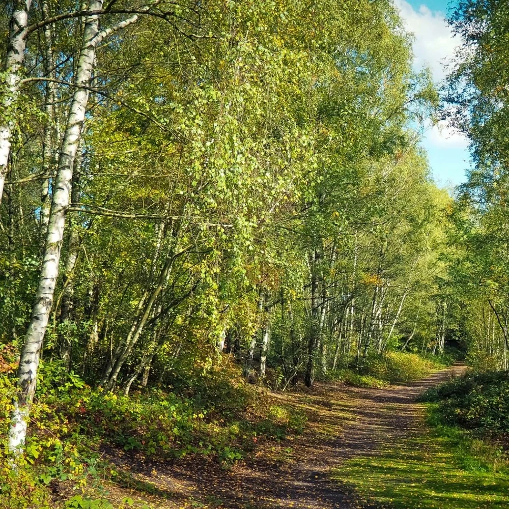 Bouleau Utilis/pot De 10l - 175/200 Cm 6 Bouleau Utilis/pot De 10l - 175/200 Cm – Image 6