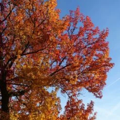 Copalme D'amérique Styraciflua Worplesdon/pot De 10l - 125/150 Cm -Ryobi Jardin Boutique 64009864559ce2.55659192