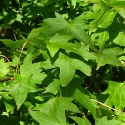 Copalme D'amérique Styraciflua Worplesdon/pot De 10l - 125/150 Cm -Ryobi Jardin Boutique 6400986459fd07.20346548