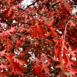 Chêne Rouge D'amérique/pot De 5l - 80/100 Cm