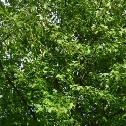 Copalme D'amérique Styraciflua/pot De 10l - 100/125 Cm -Ryobi Jardin Boutique 640098784ffd25.20702013