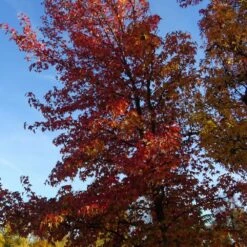 Copalme D'amérique Styraciflua/pot De 10l - 100/125 Cm -Ryobi Jardin Boutique 640098785461b8.45225375