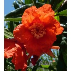 Punica Granatum (grenadier à Fruits) Taille Pot De 7 Litres ? 100/120 Cm - Rouge 7 Punica Granatum (grenadier à Fruits) Taille Pot De 7 Litres ? 100/120 Cm - Rouge -Ryobi Jardin Boutique 64038b4596f6c9.35717561