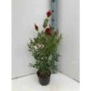 Callistemon Laevis Rouge - Taille Pot De 6 Litres - 100/120 Cm