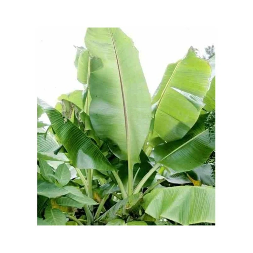 Bananier Musa Sikkimensis Rouge - Taille Pot De 6 Litres - 80/100 Cm 1 Bananier Musa Sikkimensis Rouge - Taille Pot De 6 Litres - 80/100 Cm