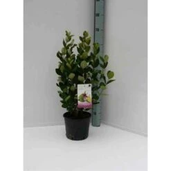 Acca Sellowiana (feijoa Ou Goyave Ananas) Rouge - Taille Pot De 9 Litres - 80/100 Cm -Ryobi Jardin Boutique 64038b6a3b0d12.82589094