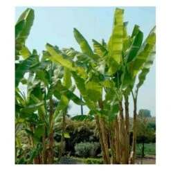 Musa Basjoo X Hybridum (bananier Rustique) Jaune - Taille Pot De 50 Litres - 120/140 Cm Multi Troncs -Ryobi Jardin Boutique 64038b6dd370d7.76095433