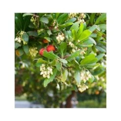 Arbutus Unedo Var. Rubra (arbousier) Blanc - Taille Pot De 2 Litres ? 30/40 Cm -Ryobi Jardin Boutique 64038b70be2740.89600374