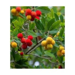 Arbutus Unedo Var. Rubra (arbousier) Blanc - Taille Pot De 2 Litres ? 30/40 Cm -Ryobi Jardin Boutique 64038b70c1f563.02804112