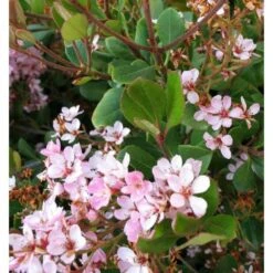 Rhaphiolepis Indica Rose - Taille Pot De 15 Litres ? 140/160 Cm -Ryobi Jardin Boutique 64038b85f06736.27475910