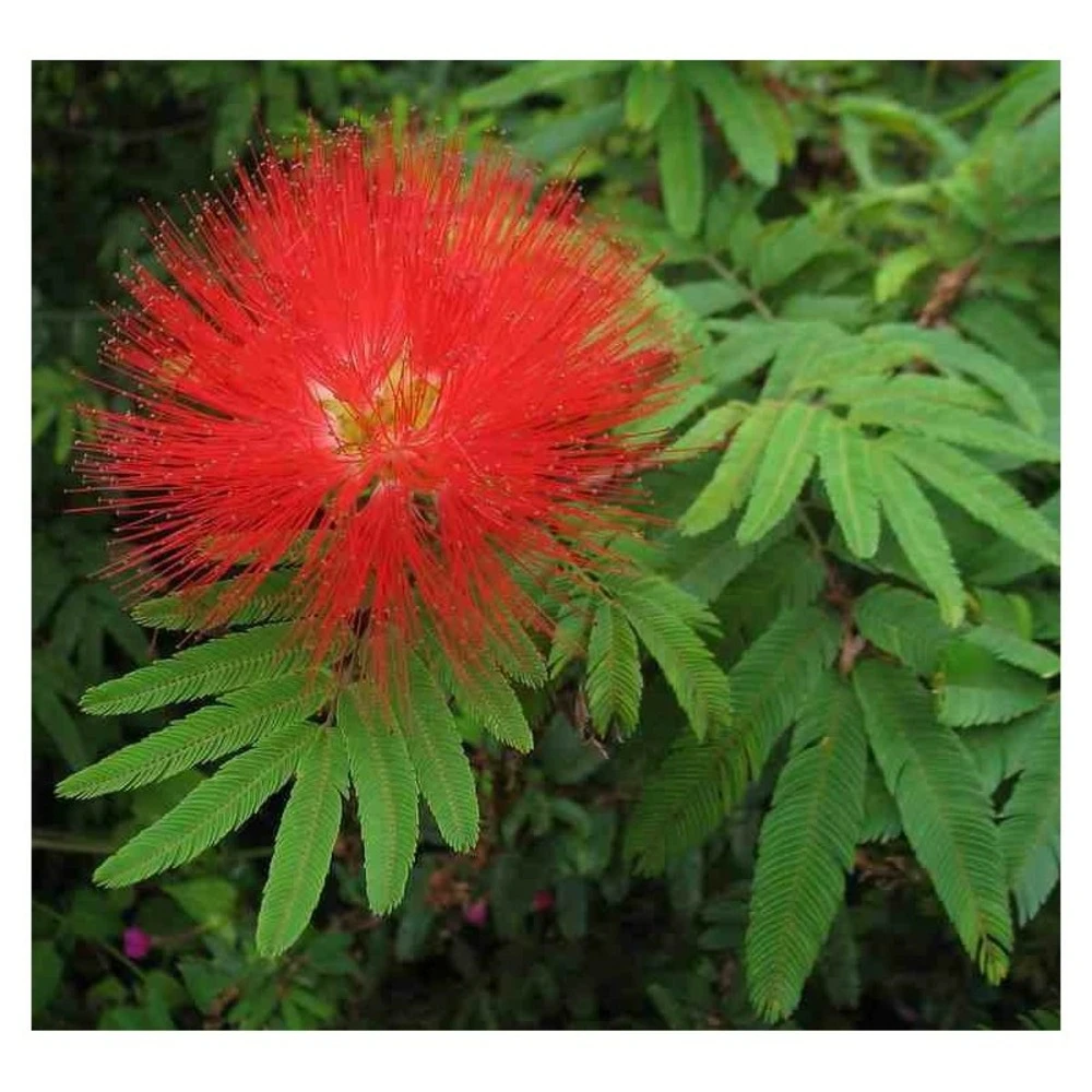 Calliandra Tweedii Taille Pot De 3 Litres - 80/100 Cm 1 Calliandra Tweedii Taille Pot De 3 Litres - 80/100 Cm