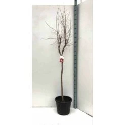 Punica Granatum (grenadier à Fruits) Rouge - Taille Pot 230l - 175/200cm - Peri 50/60 -Ryobi Jardin Boutique 64038b913ffc91.80431064