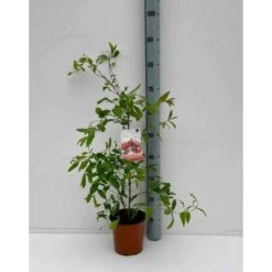 Punica Granatum (grenadier à Fruits) Rouge - Taille Pot 230l - 175/200cm - Peri 50/60