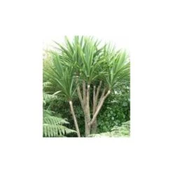 Cordyline Australis Blanc - Taille Pot De 7 Litres ? 100/120 Cm -Ryobi Jardin Boutique 64038b92a6b338.42905672